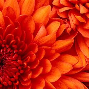 Meet your Posher, Sheryll